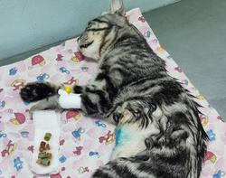 Ветеринары прооперировали кота, наглотавшегося кусочков шланга